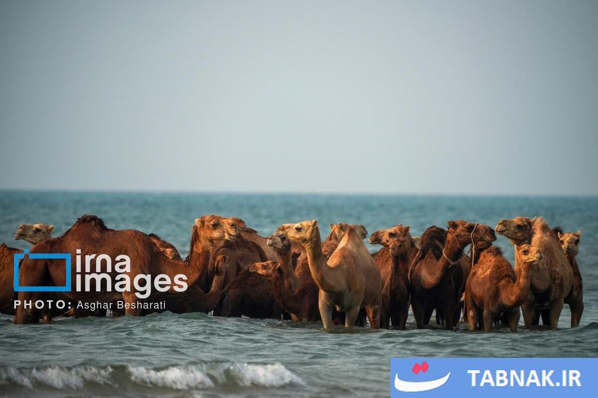 حمام شترها در خلیج فارس- جزیره قشم