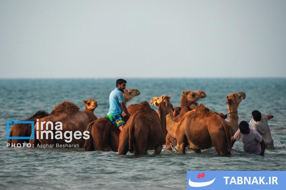 حمام شترها در خلیج فارس- جزیره قشم