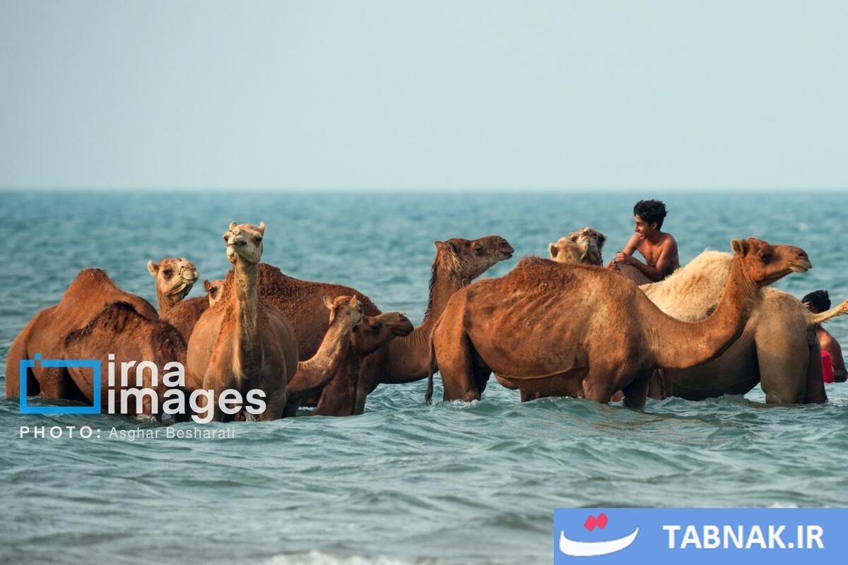 حمام شترها در خلیج فارس- جزیره قشم