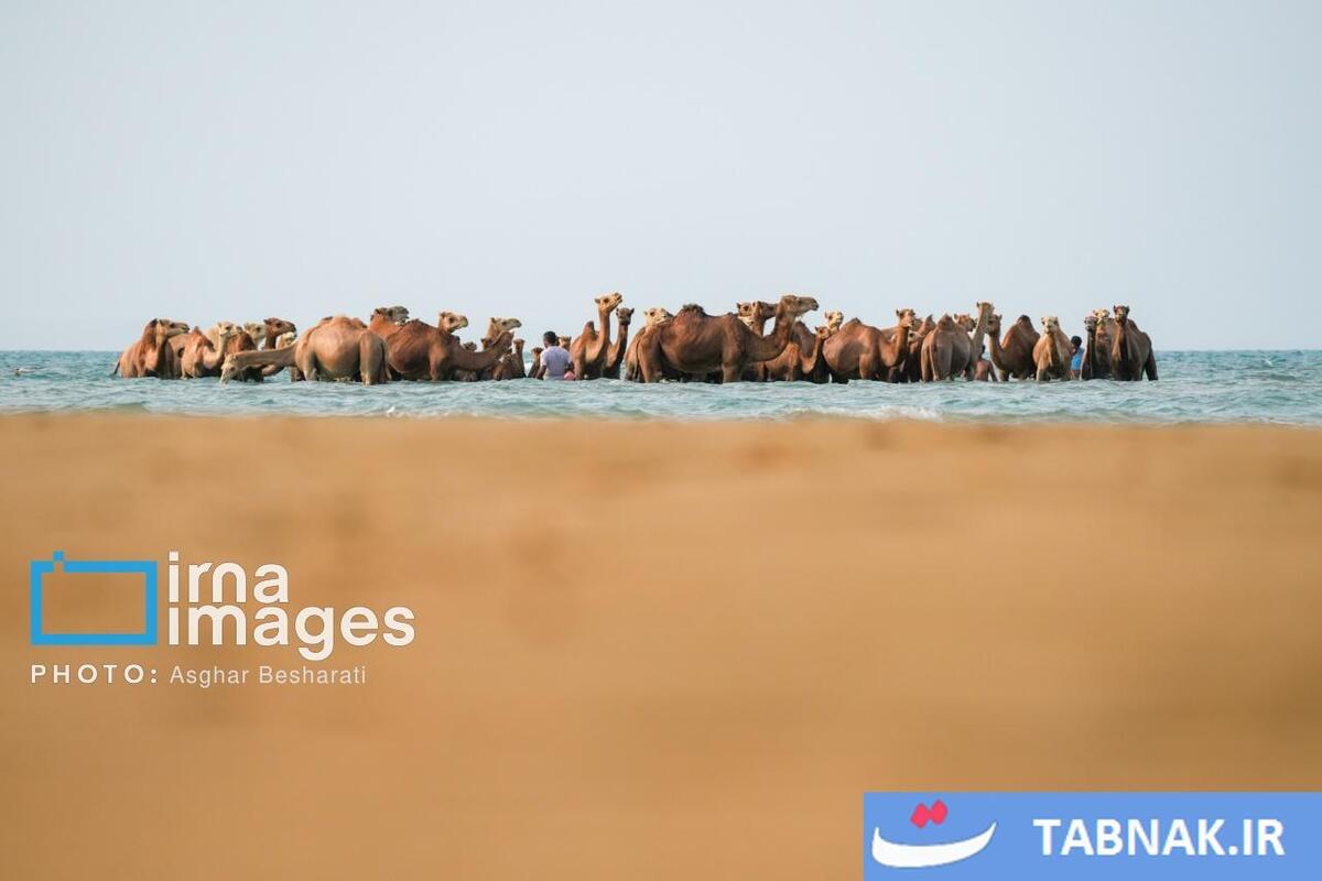 حمام شترها در خلیج فارس- جزیره قشم