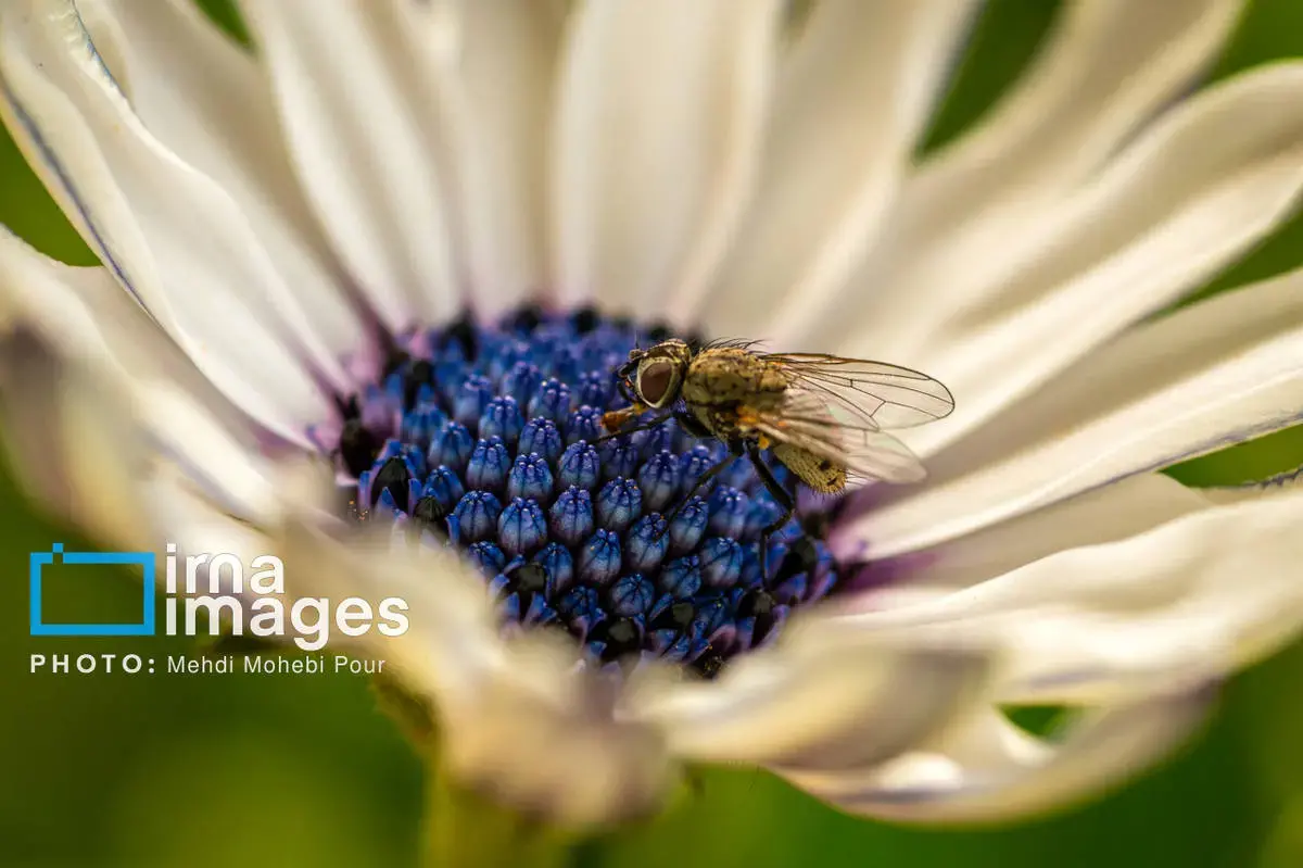 حشرات نگهبانان کوچک طبیعت مازندران
