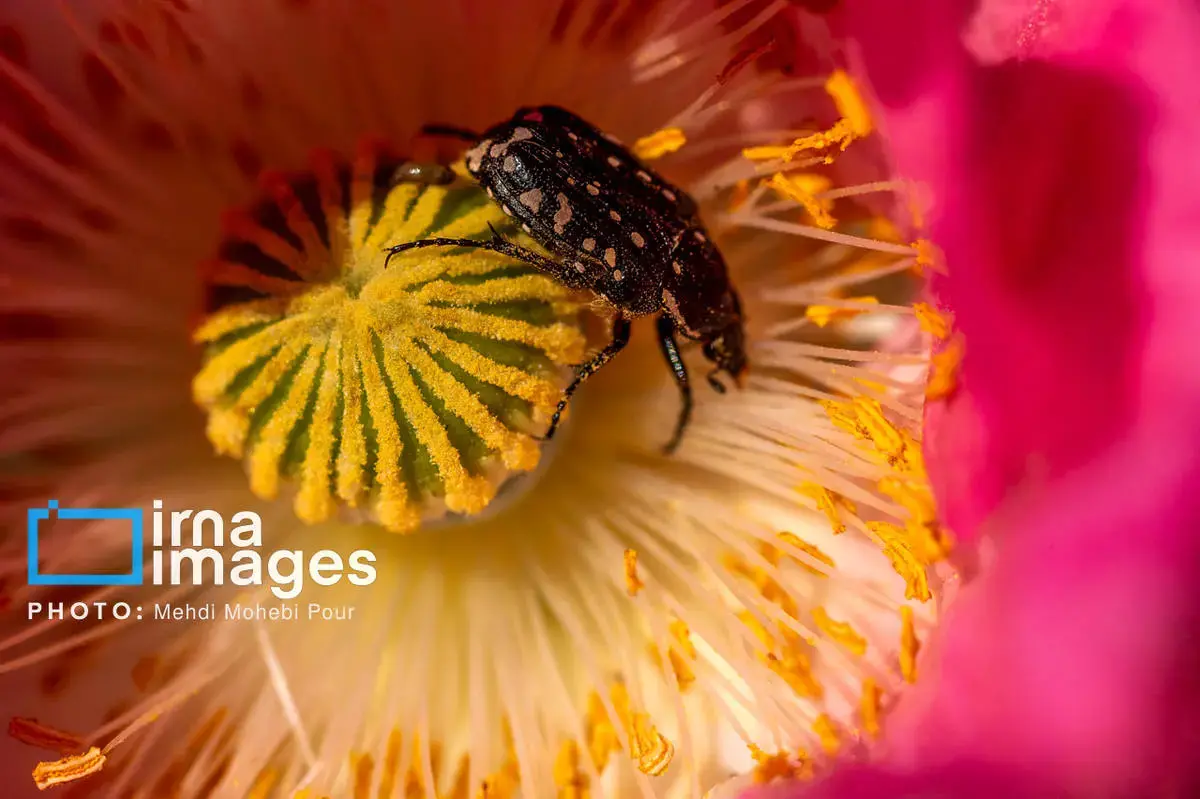 حشرات نگهبانان کوچک طبیعت مازندران