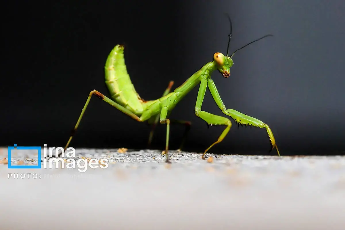 حشرات نگهبانان کوچک طبیعت مازندران