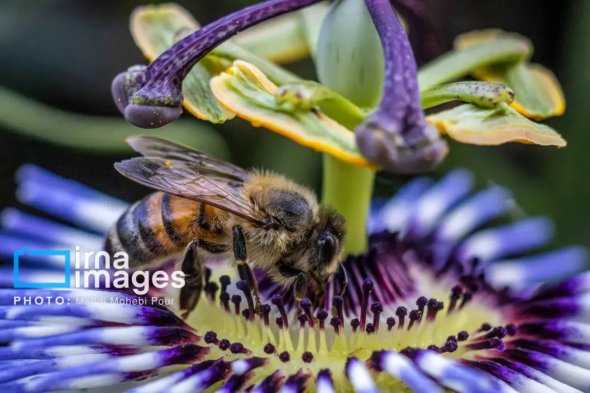 حشرات نگهبانان کوچک طبیعت مازندران