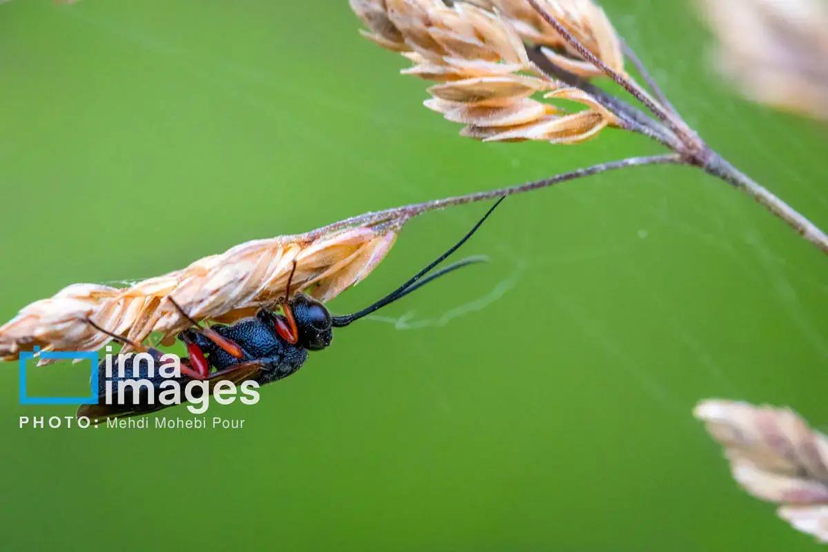 حشرات نگهبانان کوچک طبیعت مازندران