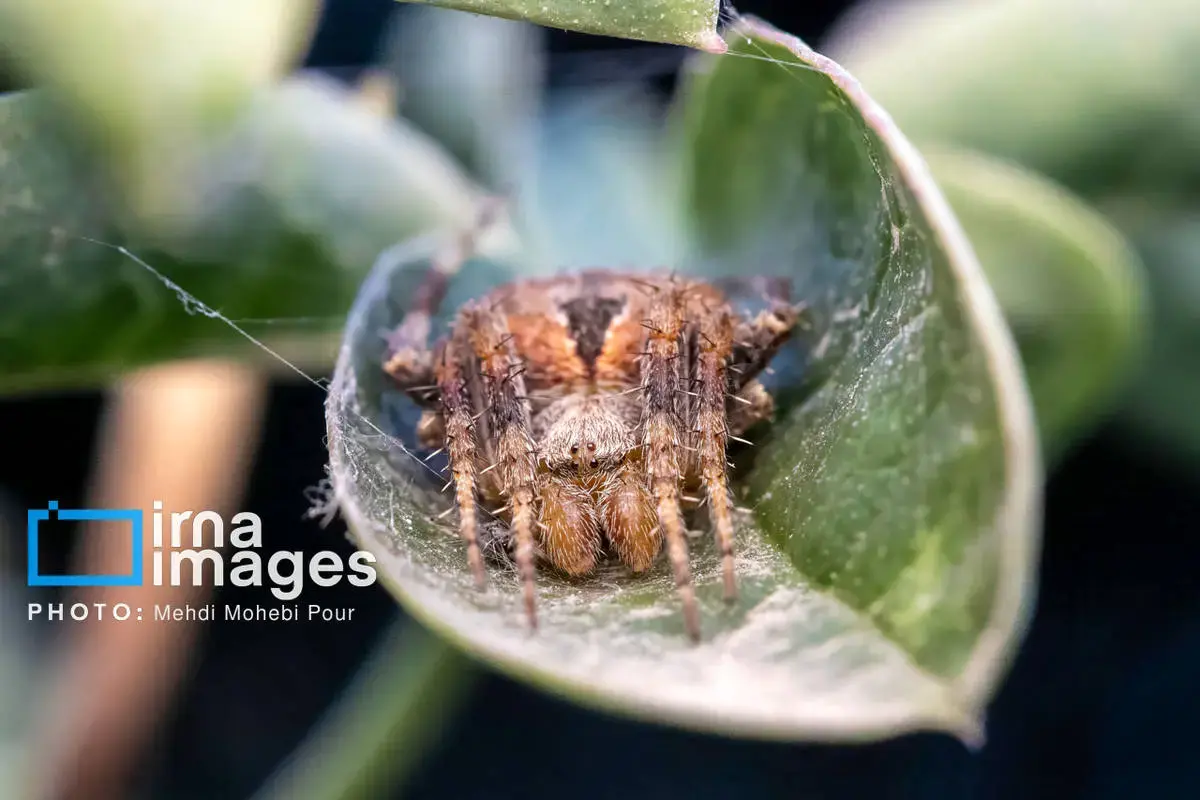 حشرات نگهبانان کوچک طبیعت مازندران