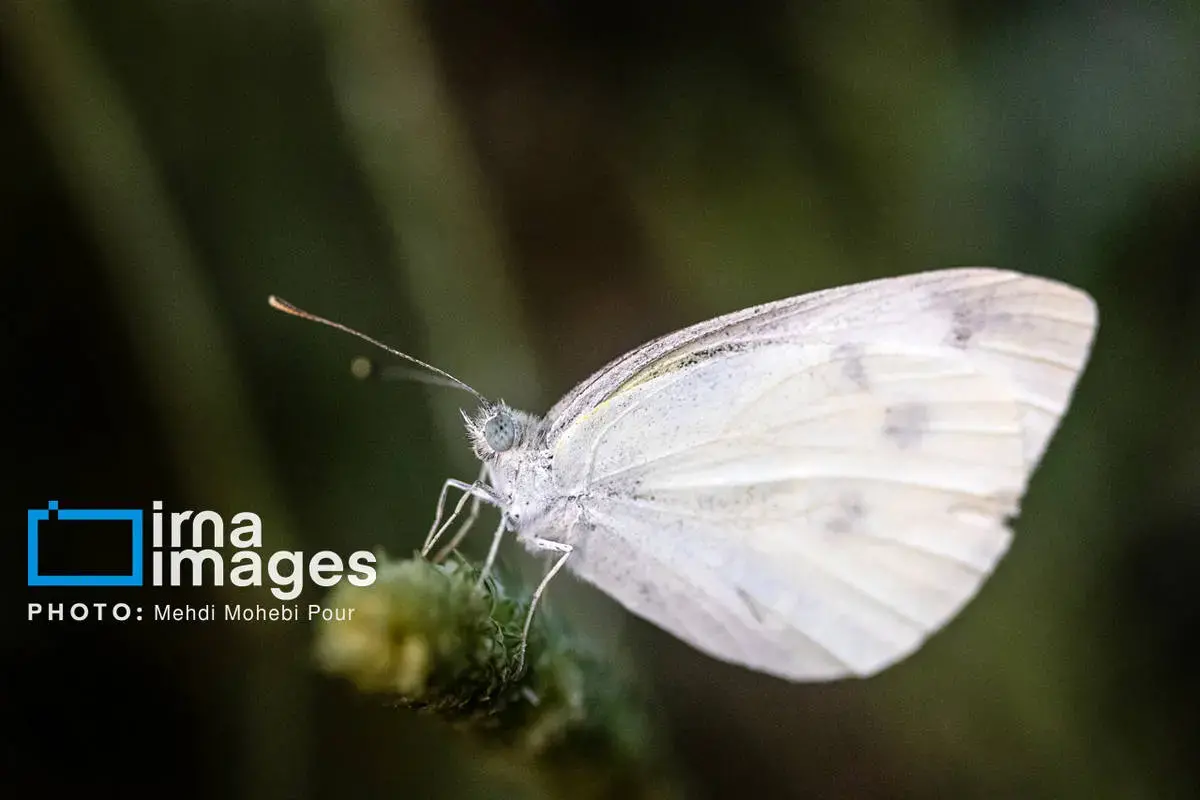 حشرات نگهبانان کوچک طبیعت مازندران