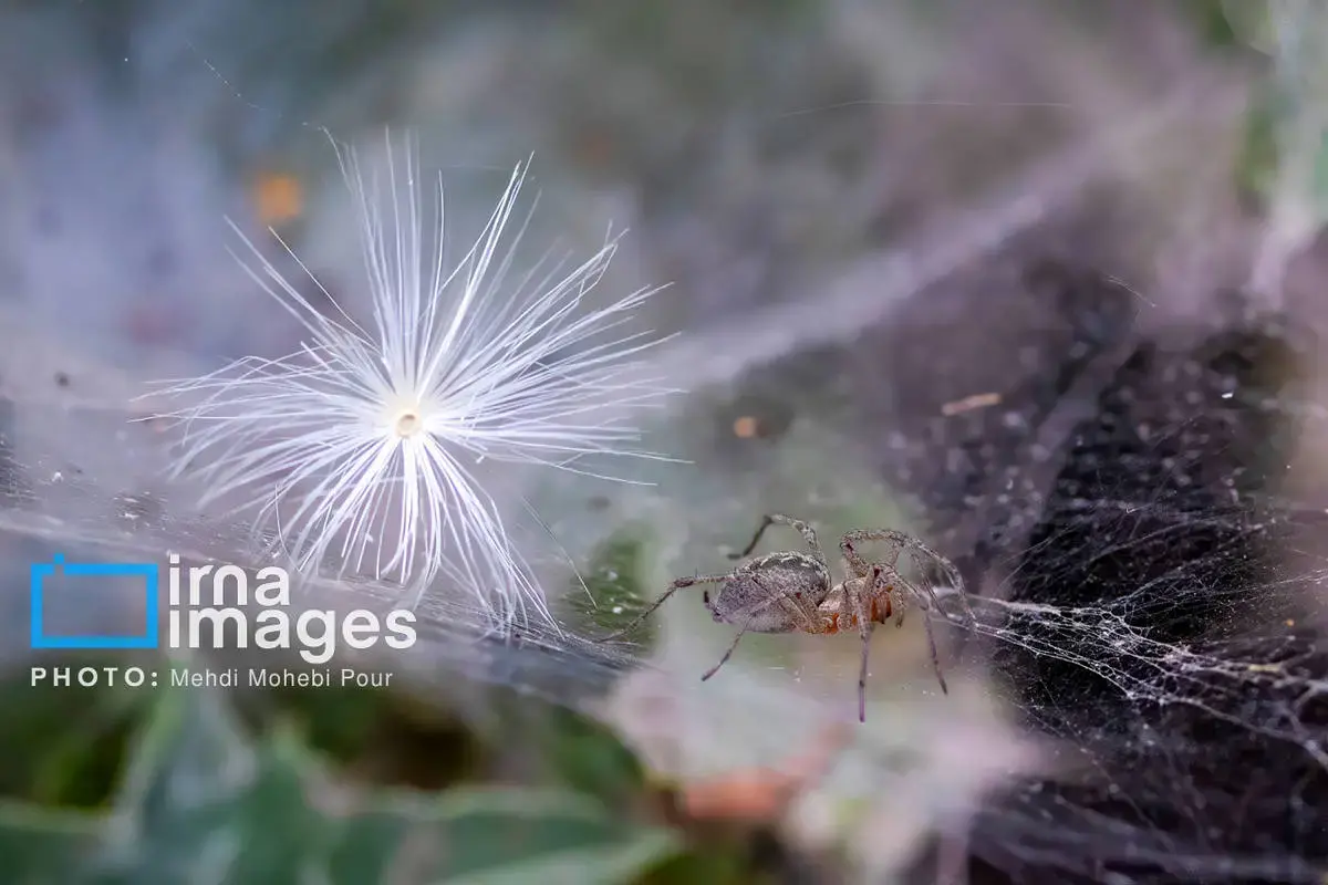 حشرات نگهبانان کوچک طبیعت مازندران