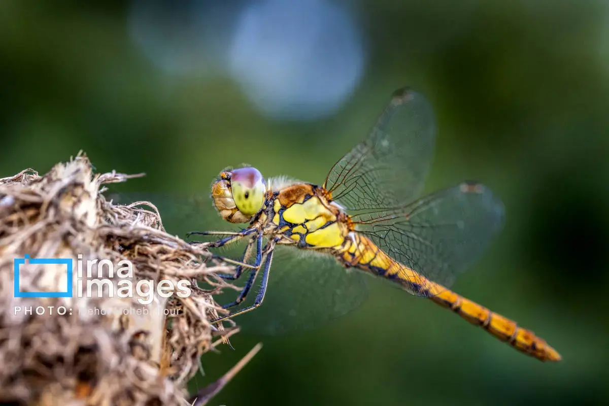 حشرات نگهبانان کوچک طبیعت مازندران