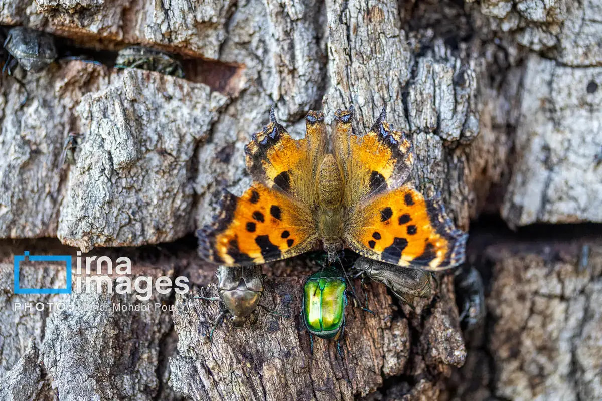 حشرات نگهبانان کوچک طبیعت مازندران