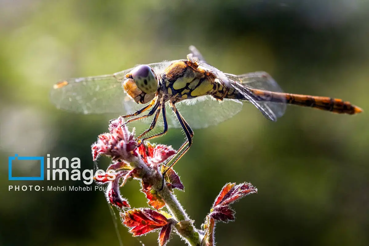 حشرات نگهبانان کوچک طبیعت مازندران