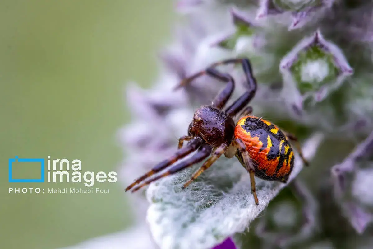 حشرات نگهبانان کوچک طبیعت مازندران