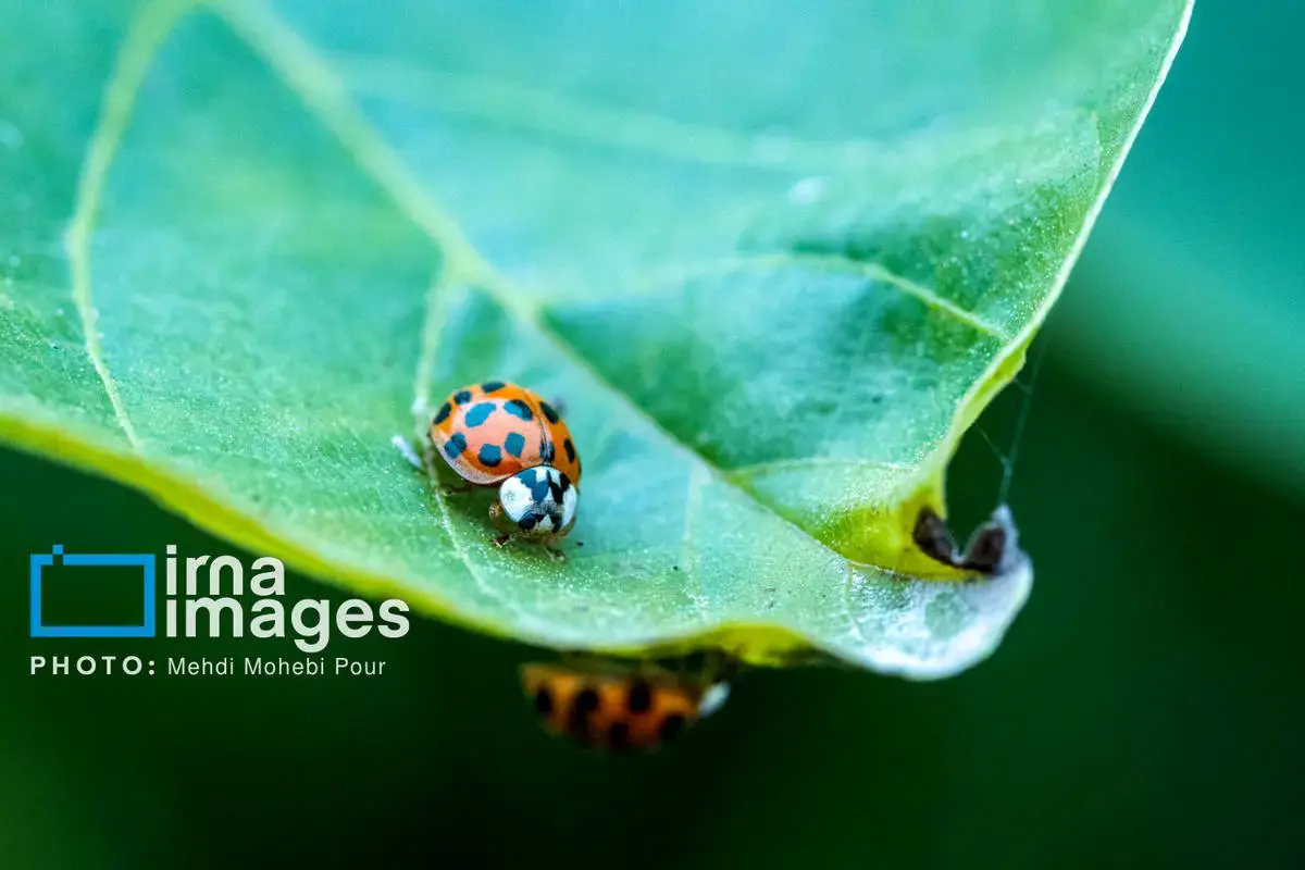 حشرات نگهبانان کوچک طبیعت مازندران