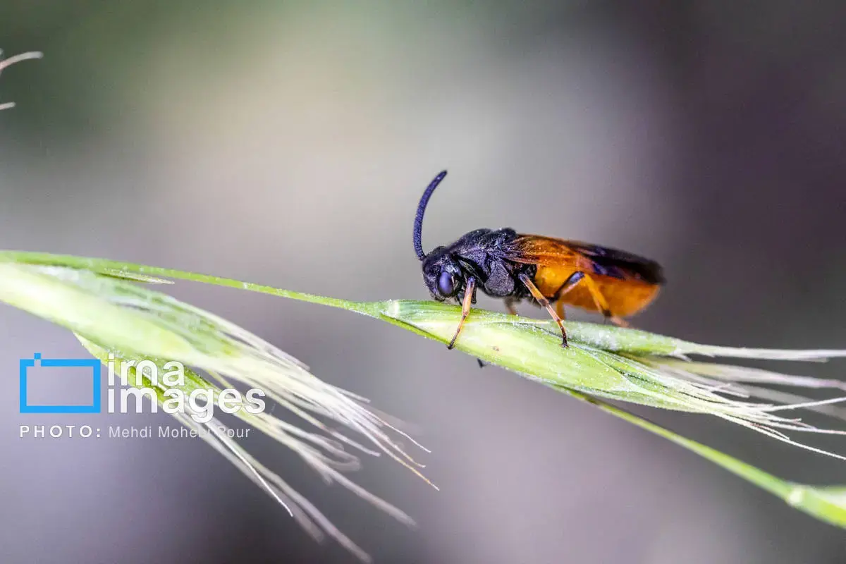 حشرات نگهبانان کوچک طبیعت مازندران