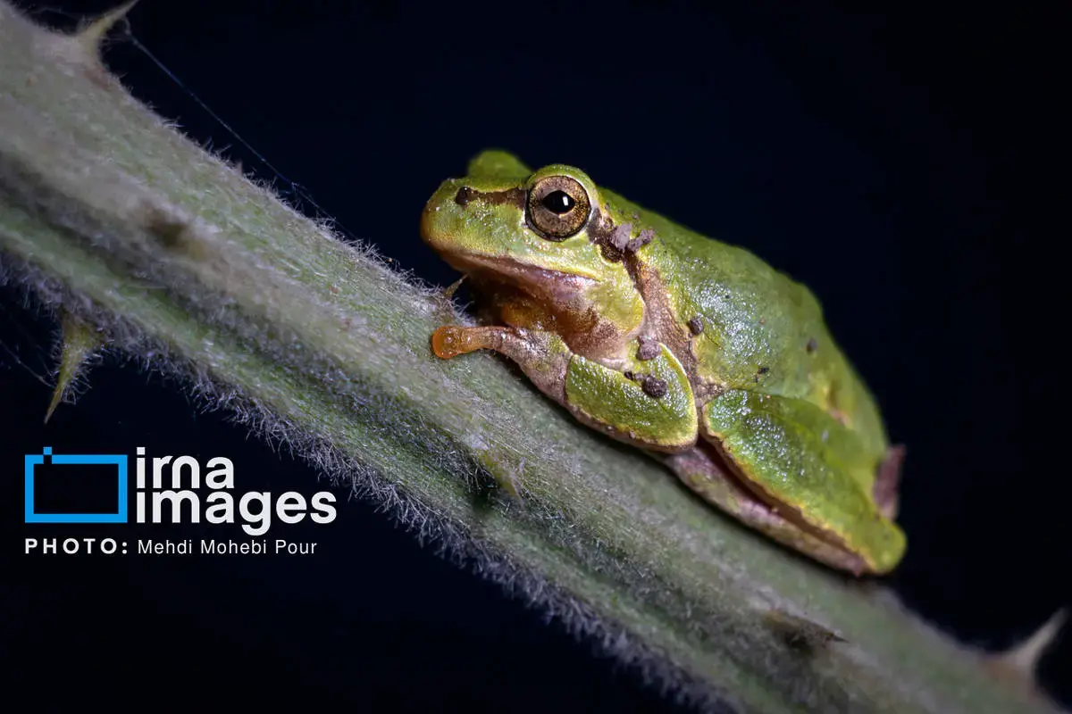 حشرات نگهبانان کوچک طبیعت مازندران