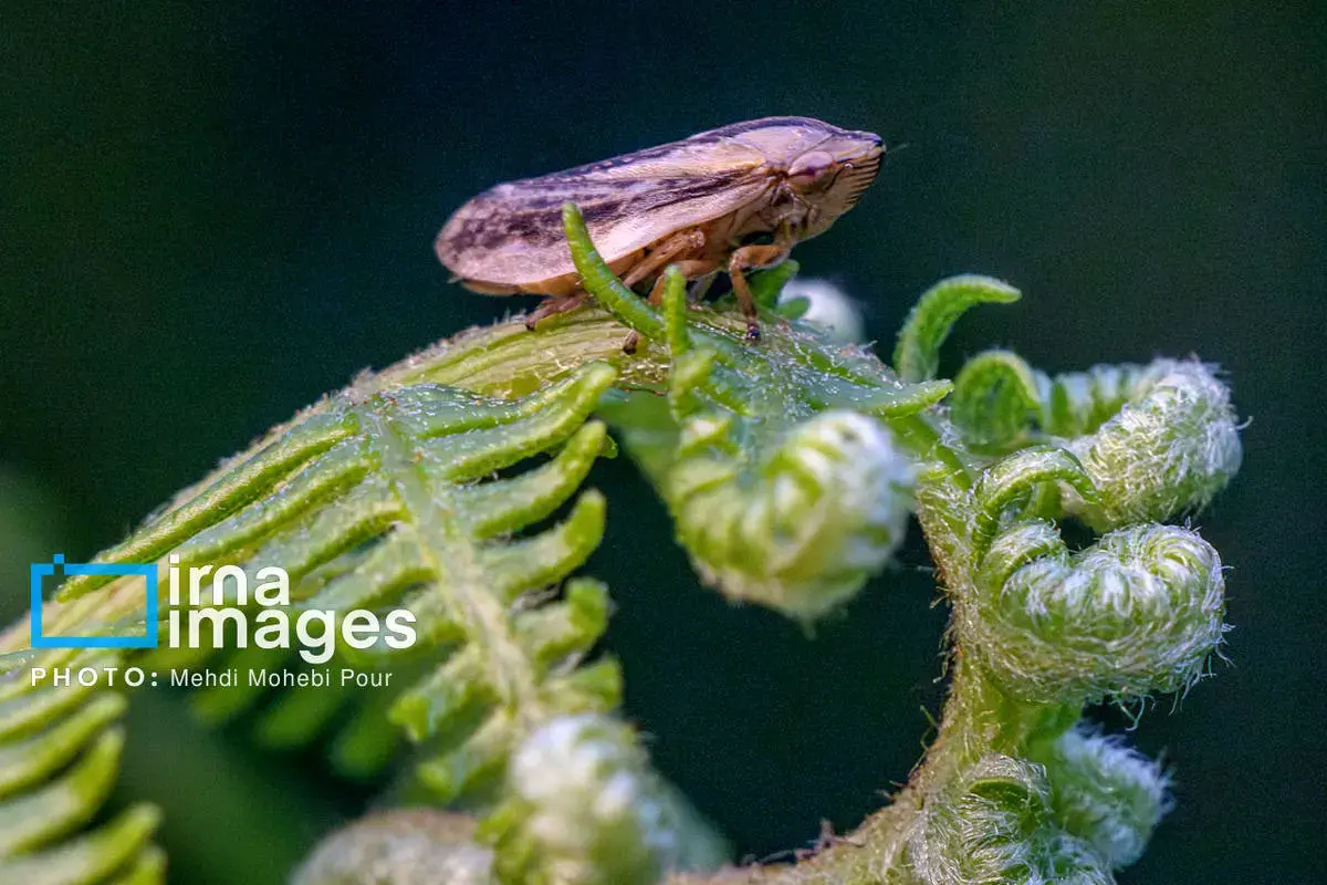 حشرات نگهبانان کوچک طبیعت مازندران