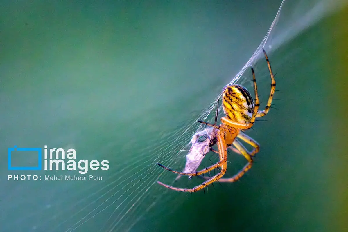 حشرات نگهبانان کوچک طبیعت مازندران