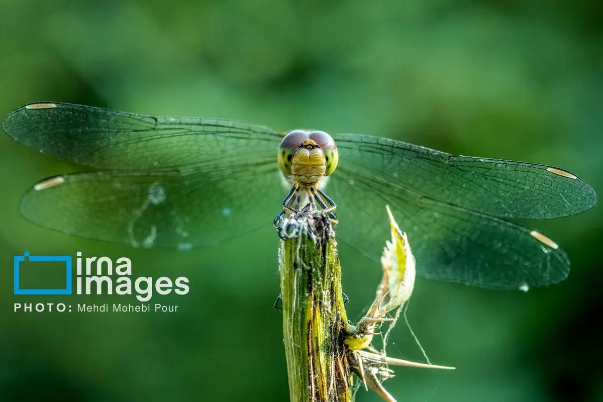 حشرات نگهبانان کوچک طبیعت مازندران