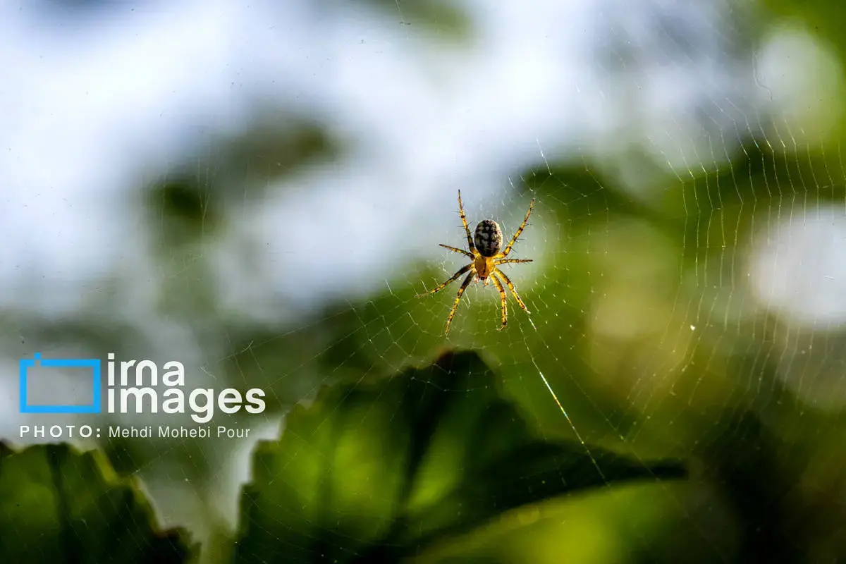 حشرات نگهبانان کوچک طبیعت مازندران