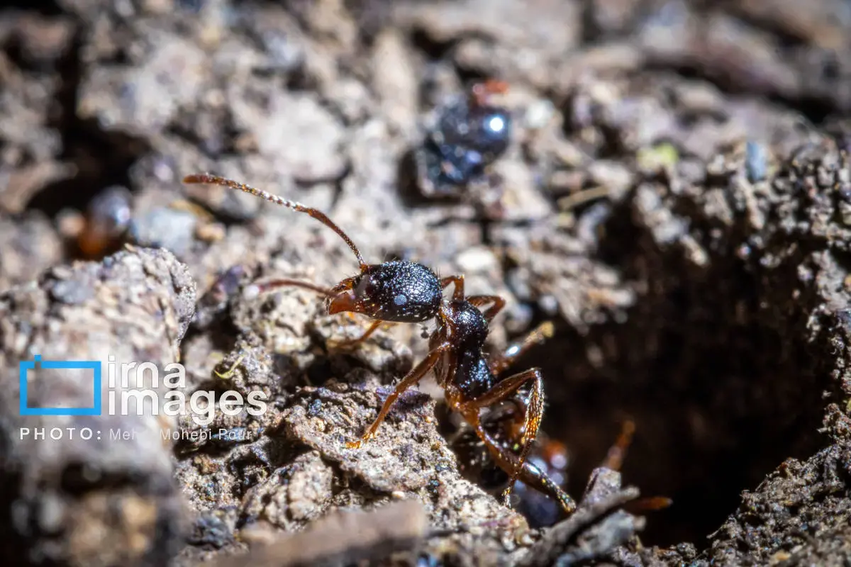 حشرات نگهبانان کوچک طبیعت مازندران