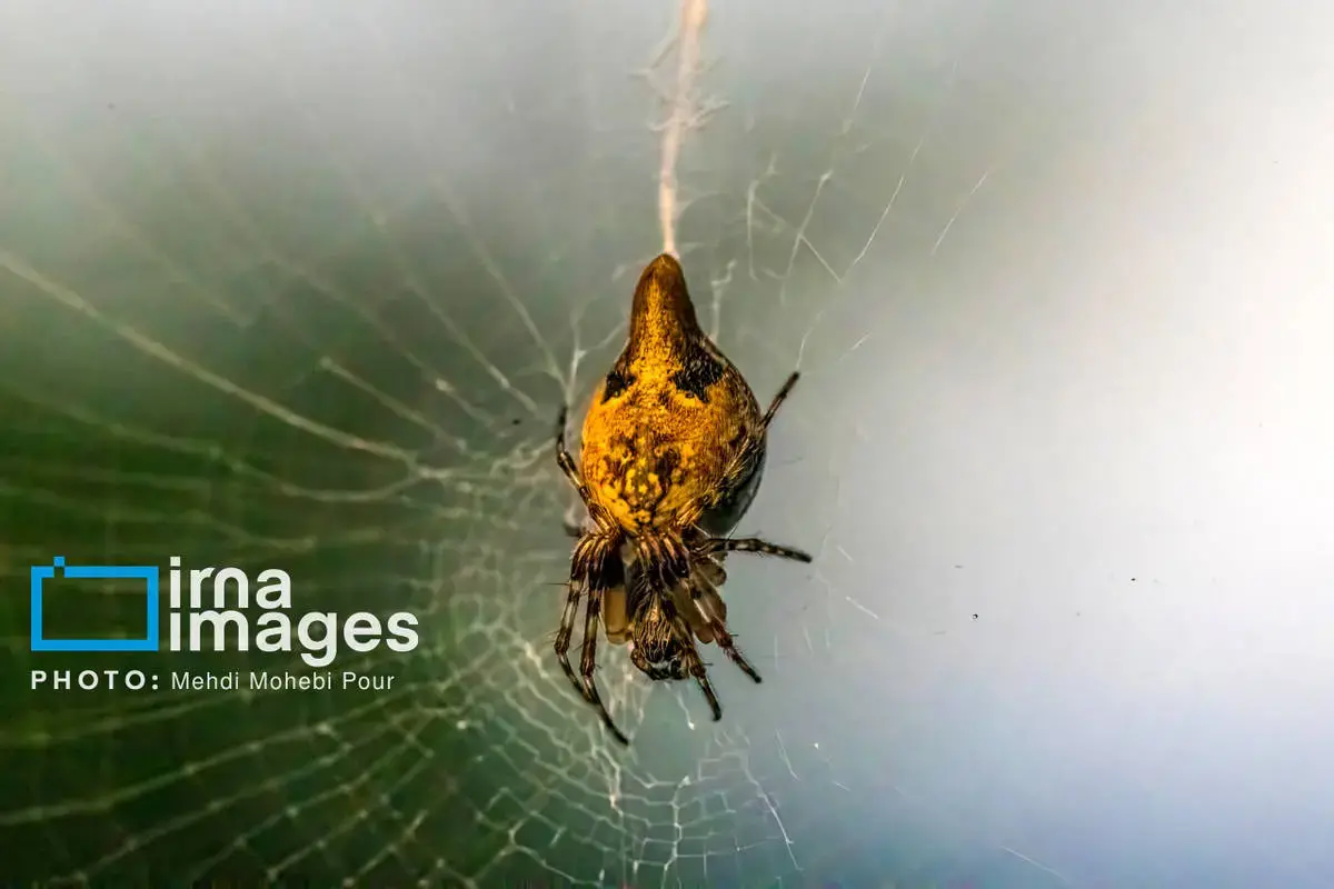 حشرات نگهبانان کوچک طبیعت مازندران