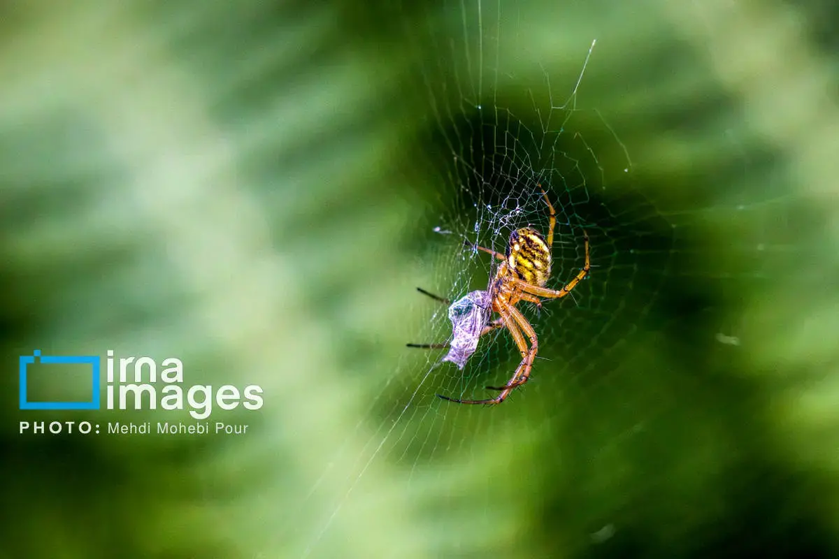 حشرات نگهبانان کوچک طبیعت مازندران