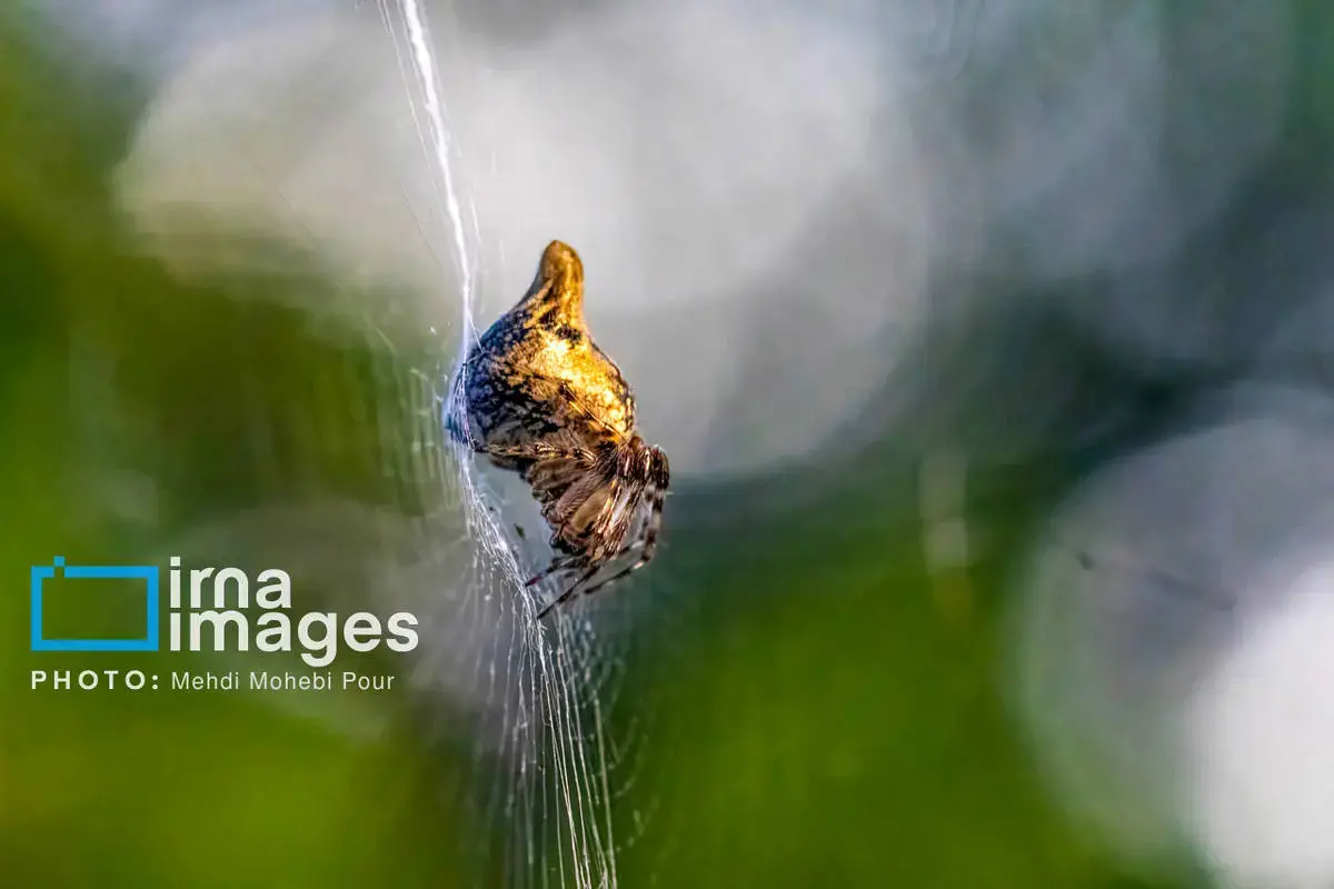 حشرات نگهبانان کوچک طبیعت مازندران