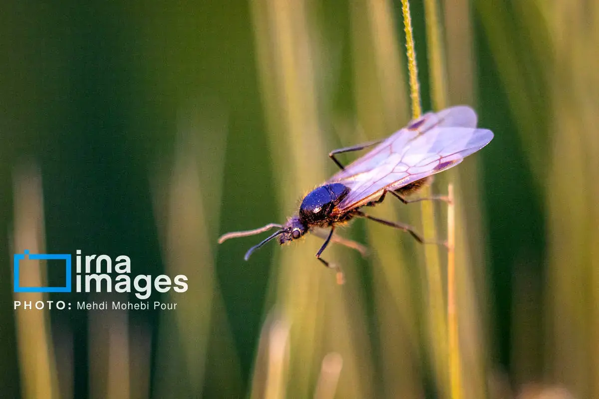 حشرات نگهبانان کوچک طبیعت مازندران