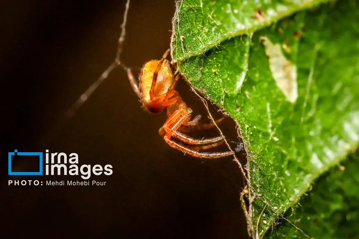 حشرات نگهبانان کوچک طبیعت مازندران