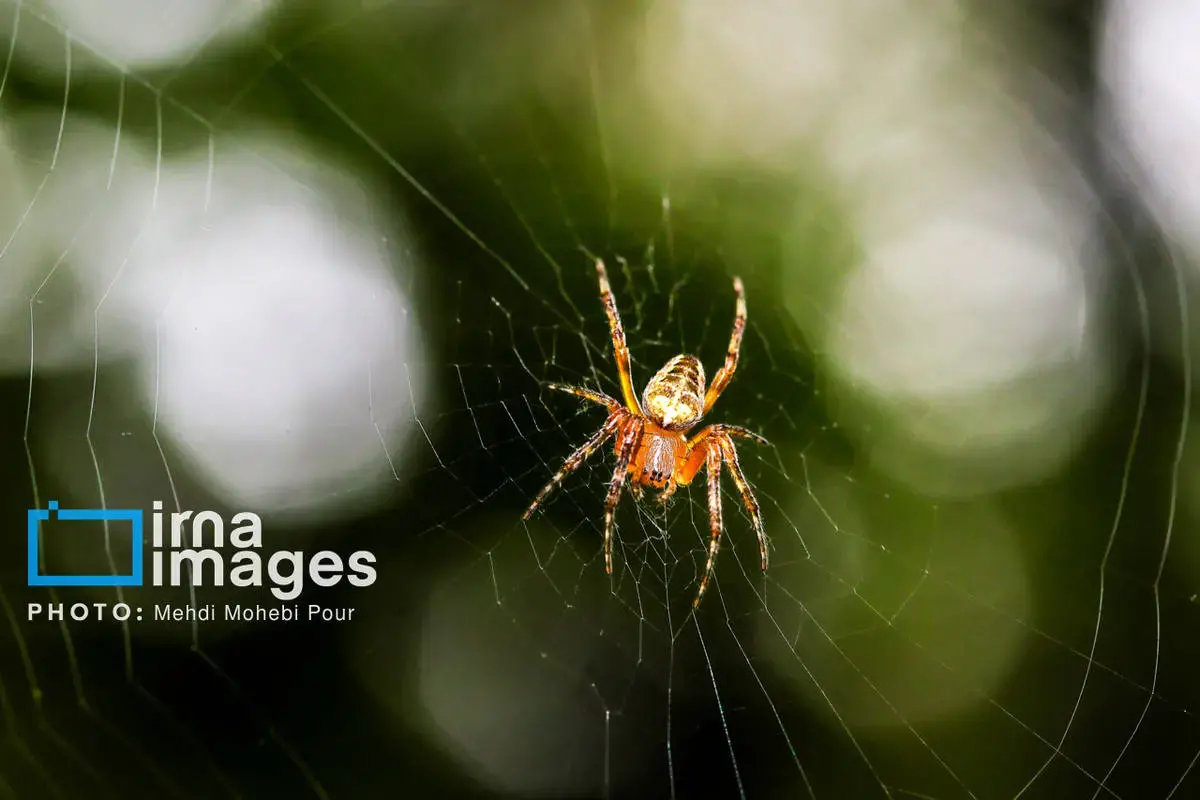 حشرات نگهبانان کوچک طبیعت مازندران