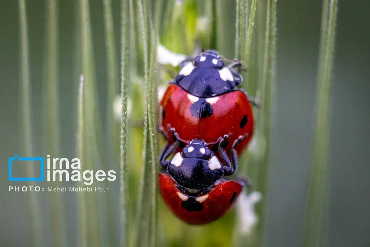 حشرات نگهبانان کوچک طبیعت مازندران