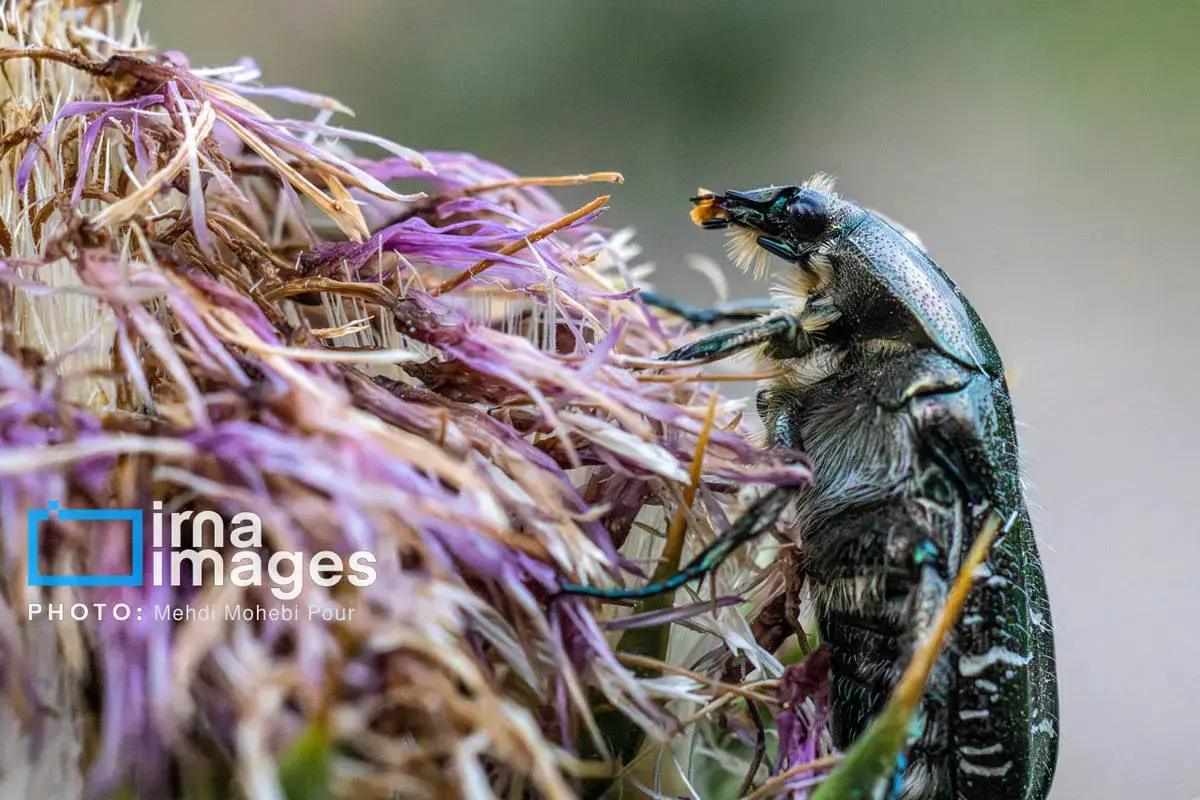 حشرات نگهبانان کوچک طبیعت مازندران