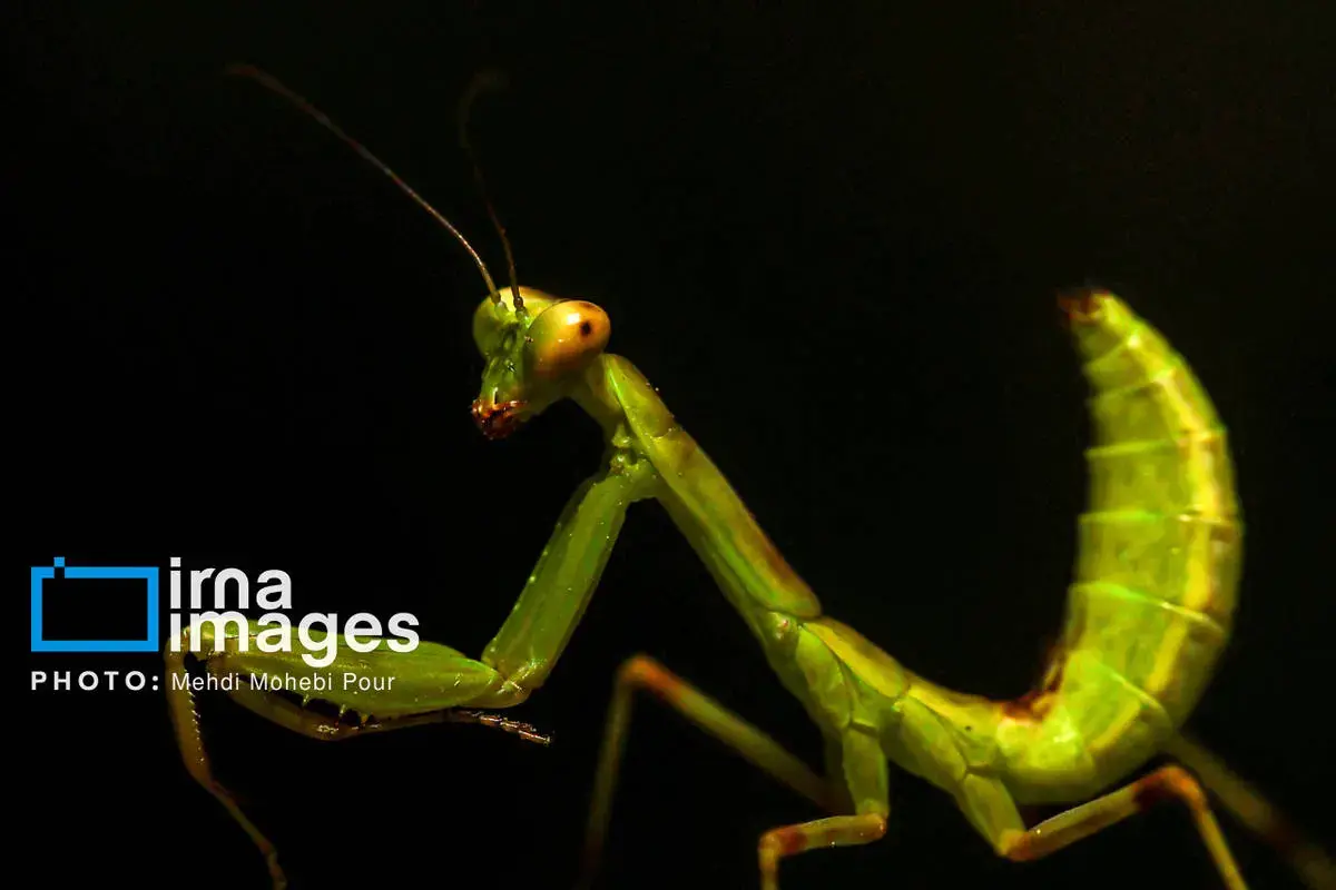 حشرات نگهبانان کوچک طبیعت مازندران