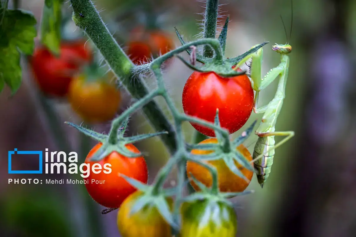 حشرات نگهبانان کوچک طبیعت مازندران