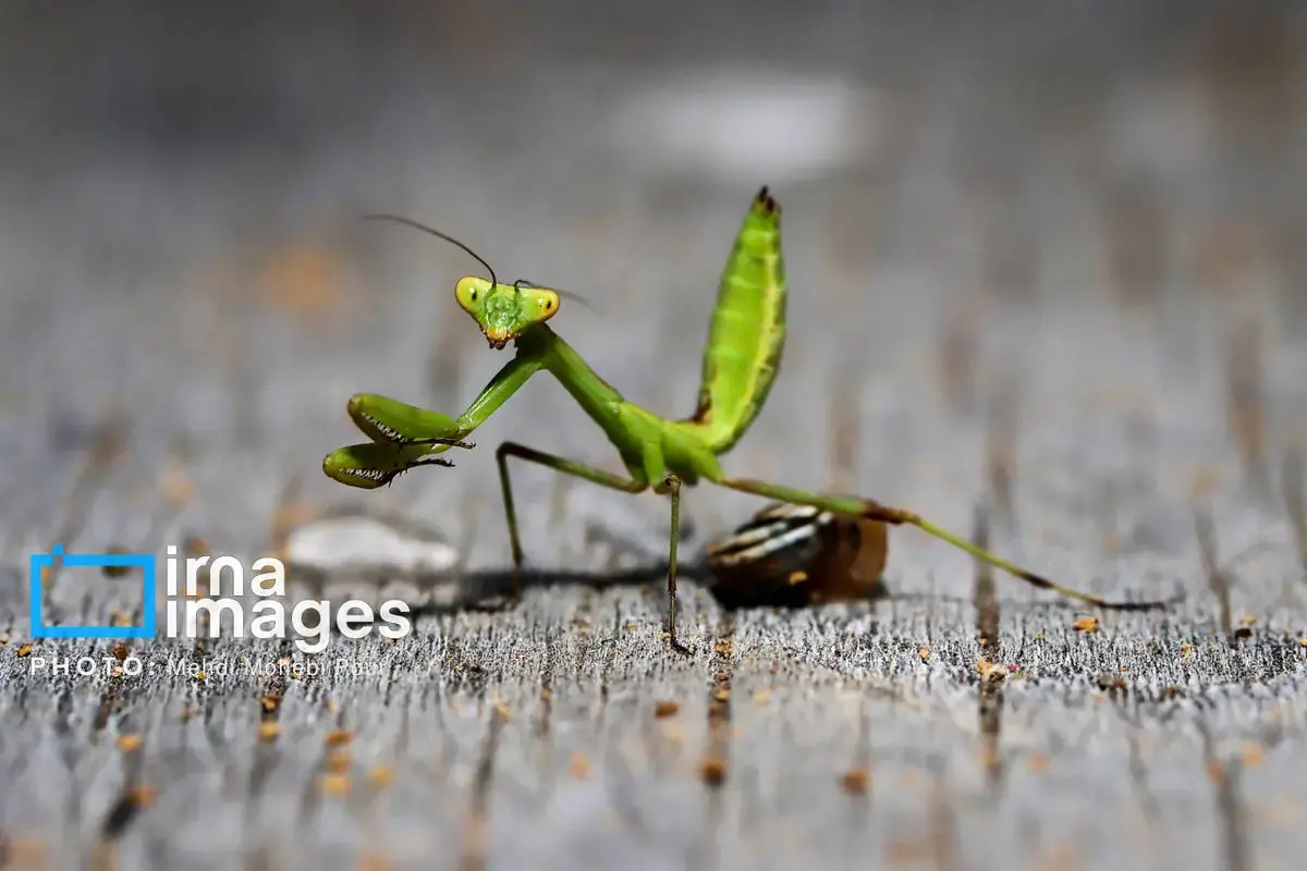 حشرات نگهبانان کوچک طبیعت مازندران
