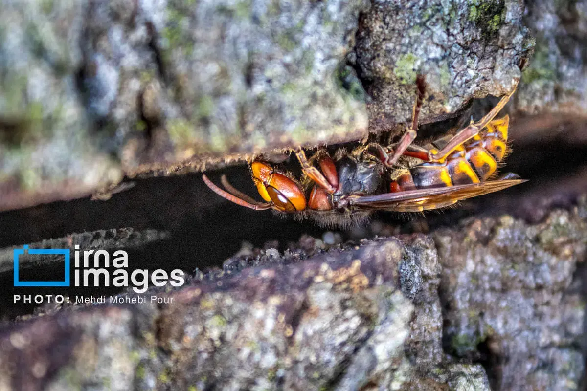 حشرات نگهبانان کوچک طبیعت مازندران