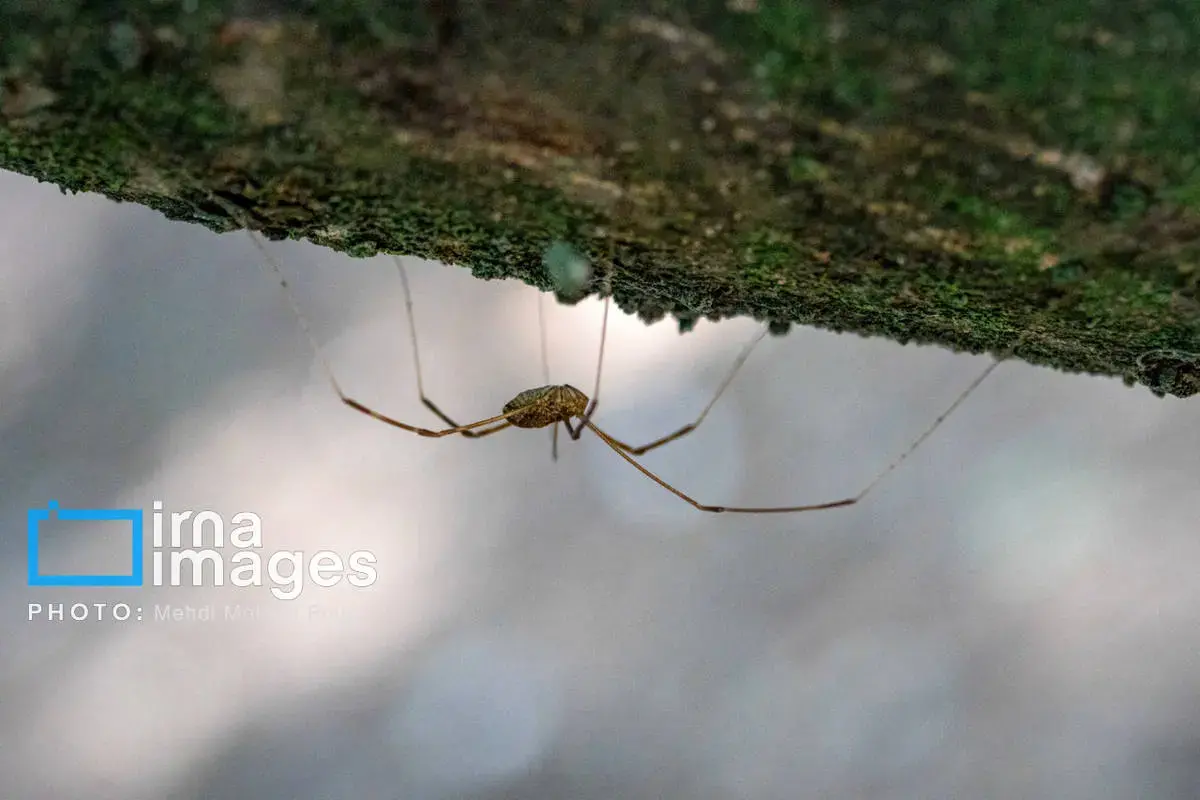حشرات نگهبانان کوچک طبیعت مازندران