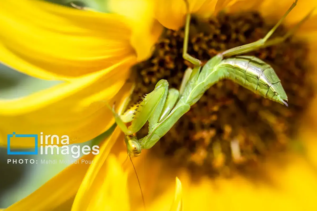 حشرات نگهبانان کوچک طبیعت مازندران