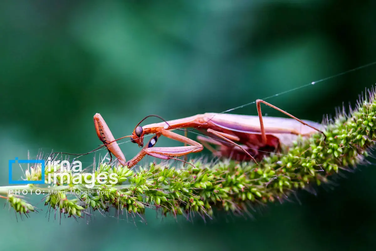 حشرات نگهبانان کوچک طبیعت مازندران