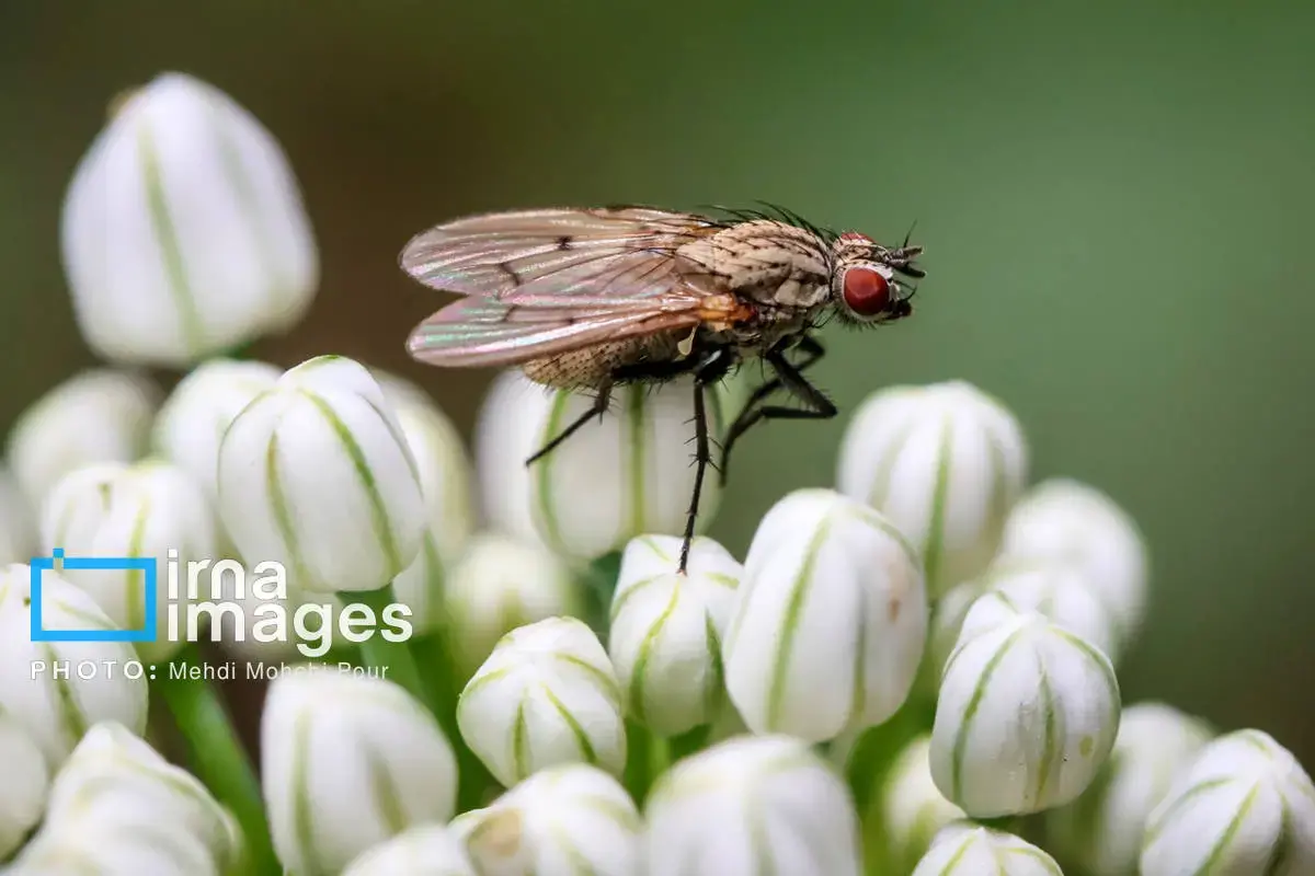 حشرات نگهبانان کوچک طبیعت مازندران