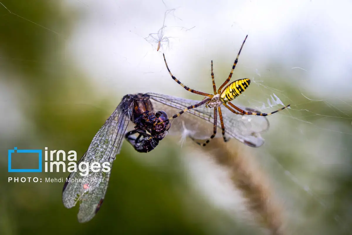 حشرات نگهبانان کوچک طبیعت مازندران