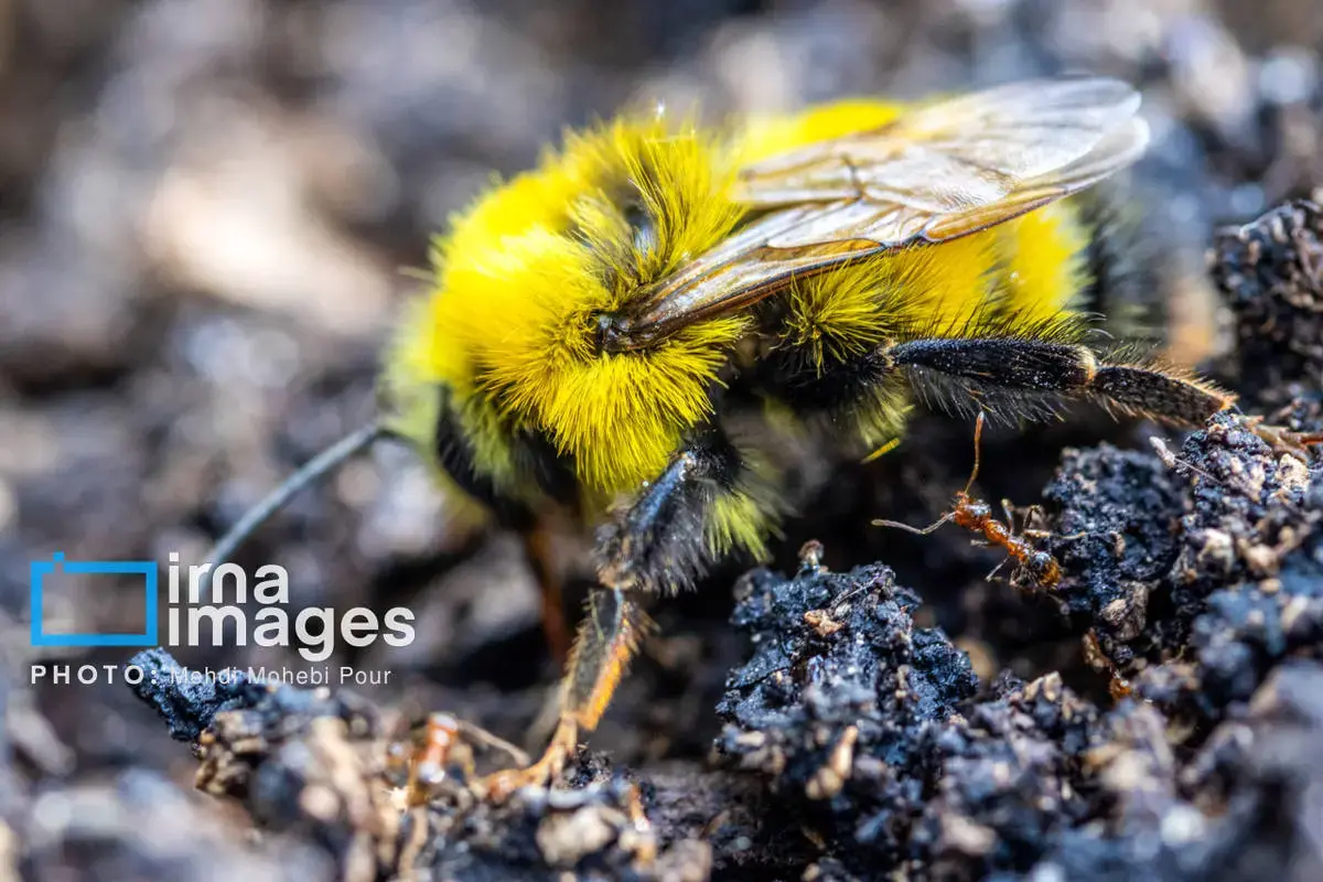 حشرات نگهبانان کوچک طبیعت مازندران