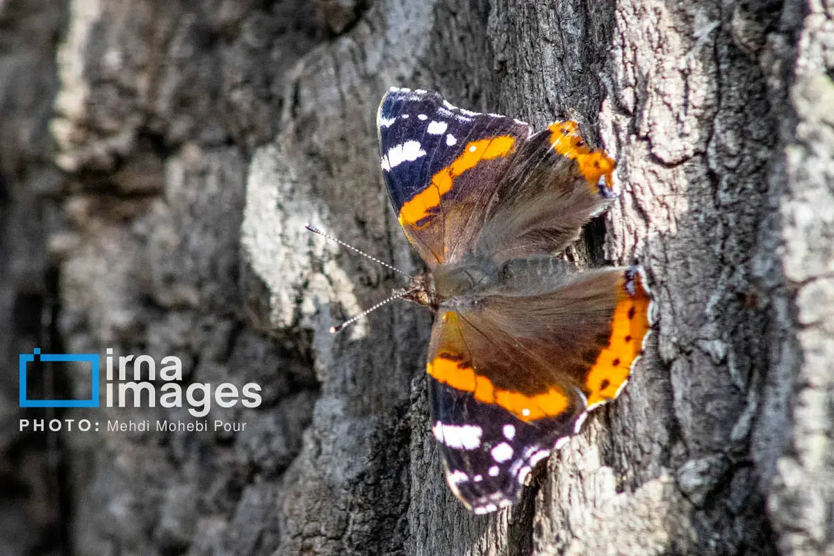 حشرات نگهبانان کوچک طبیعت مازندران