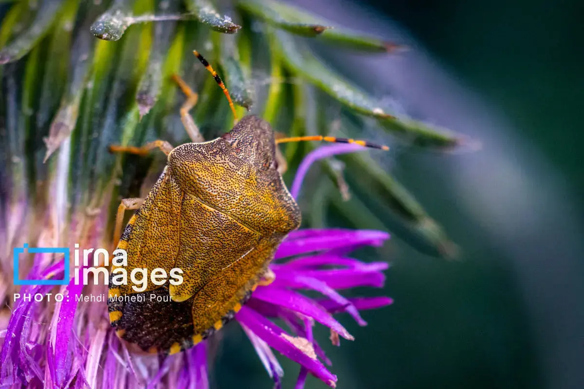 حشرات نگهبانان کوچک طبیعت مازندران