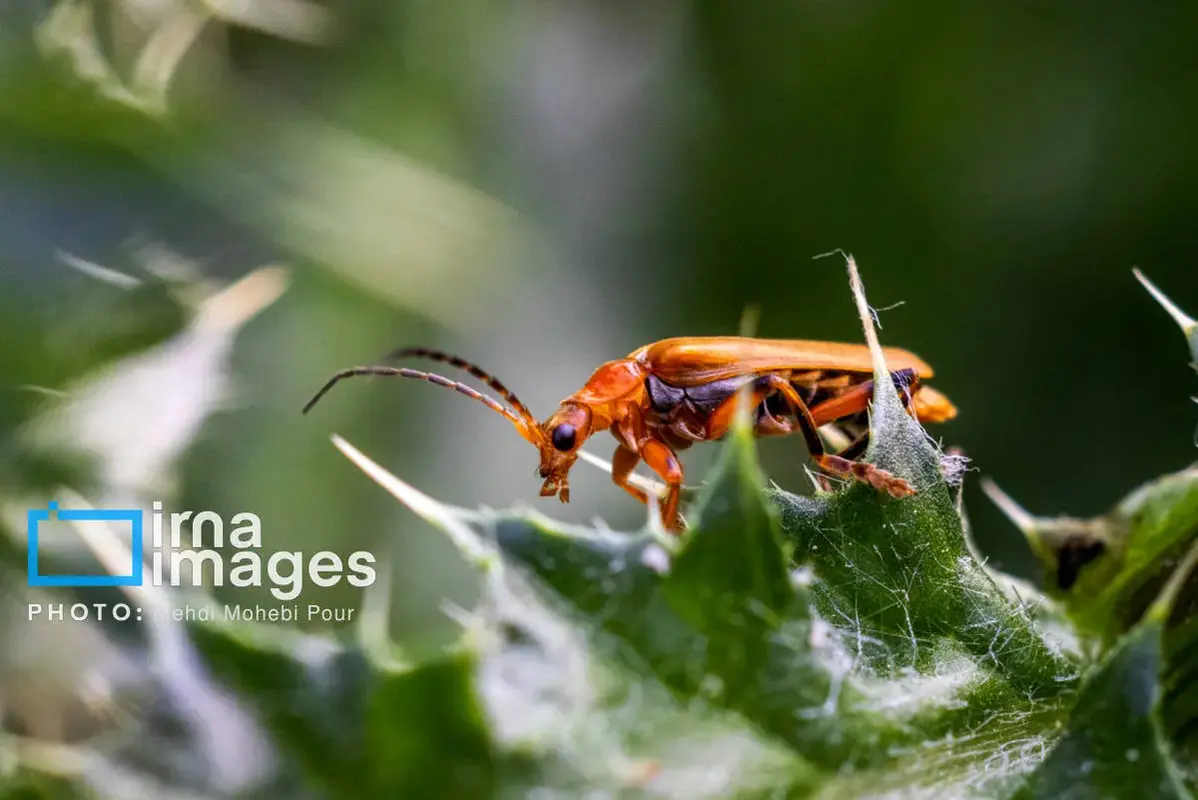 حشرات نگهبانان کوچک طبیعت مازندران