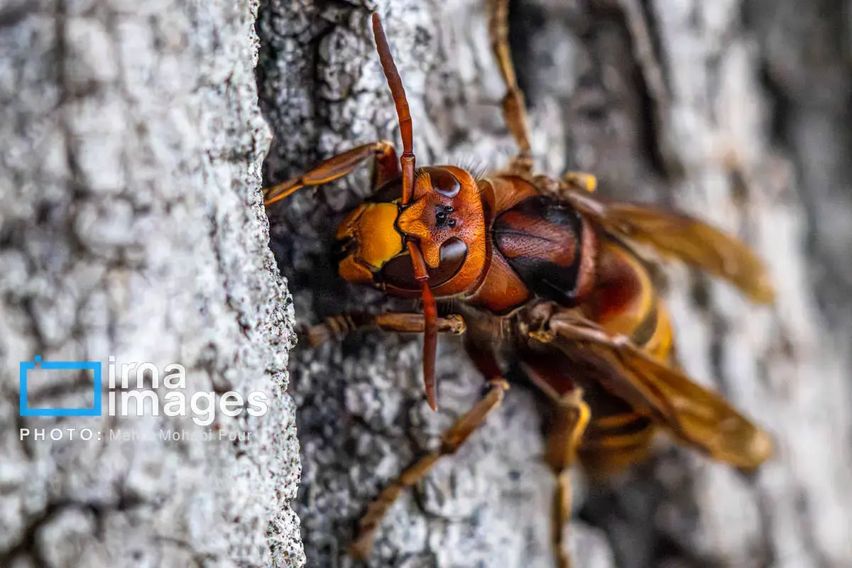 حشرات نگهبانان کوچک طبیعت مازندران