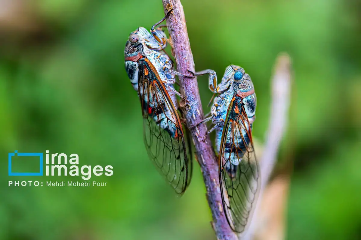 حشرات نگهبانان کوچک طبیعت مازندران