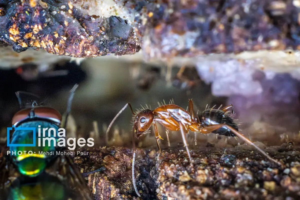 حشرات نگهبانان کوچک طبیعت مازندران