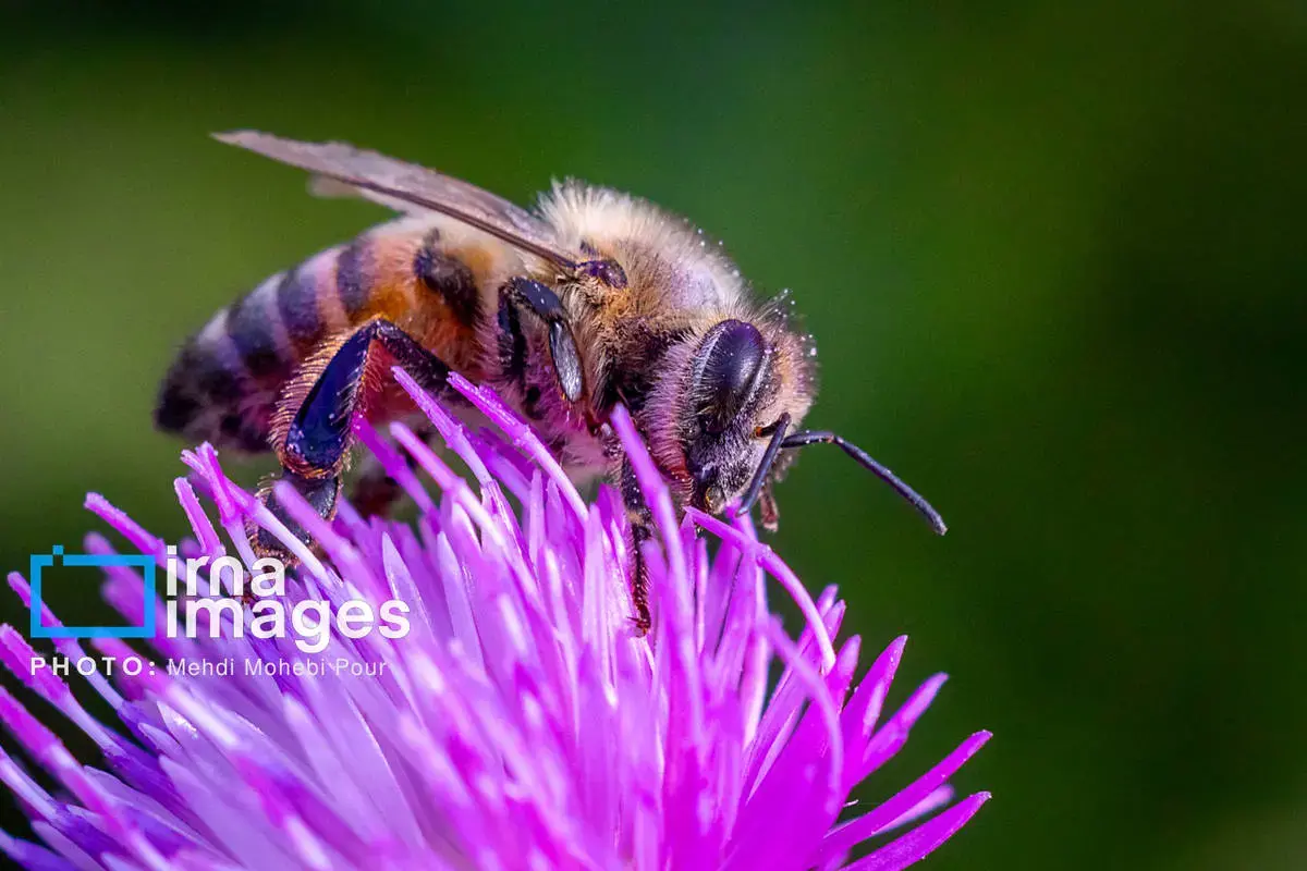 حشرات نگهبانان کوچک طبیعت مازندران
