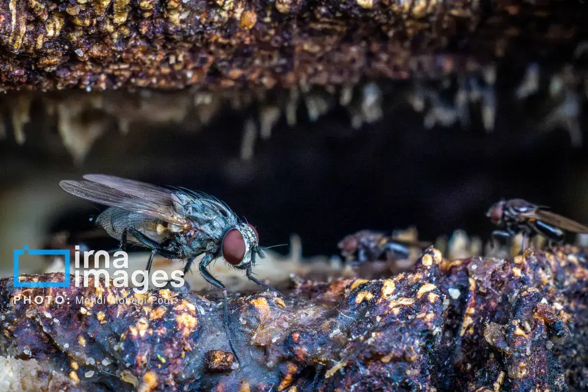 حشرات نگهبانان کوچک طبیعت مازندران